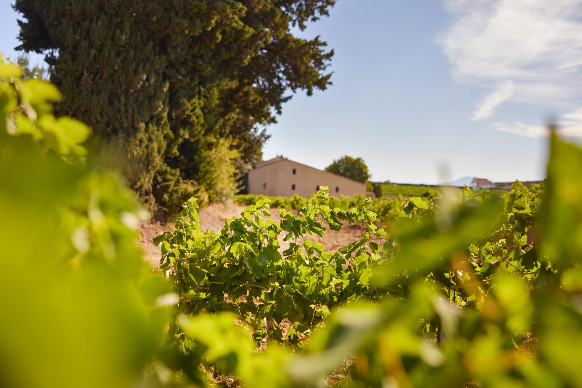 domaine de panisse aoc chateauneuf du pape (11)