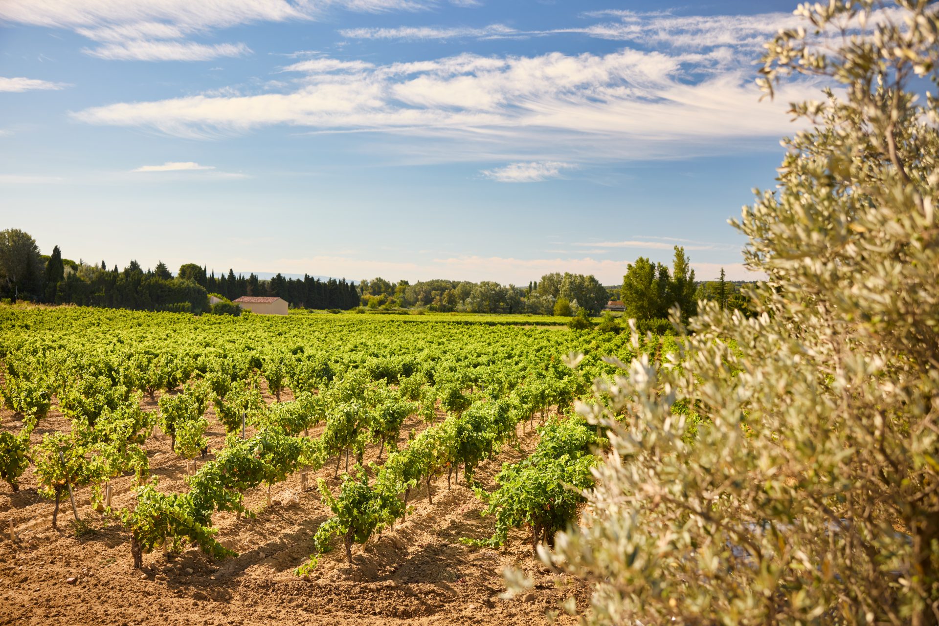domaine de panisse aoc chateauneuf du pape (12)