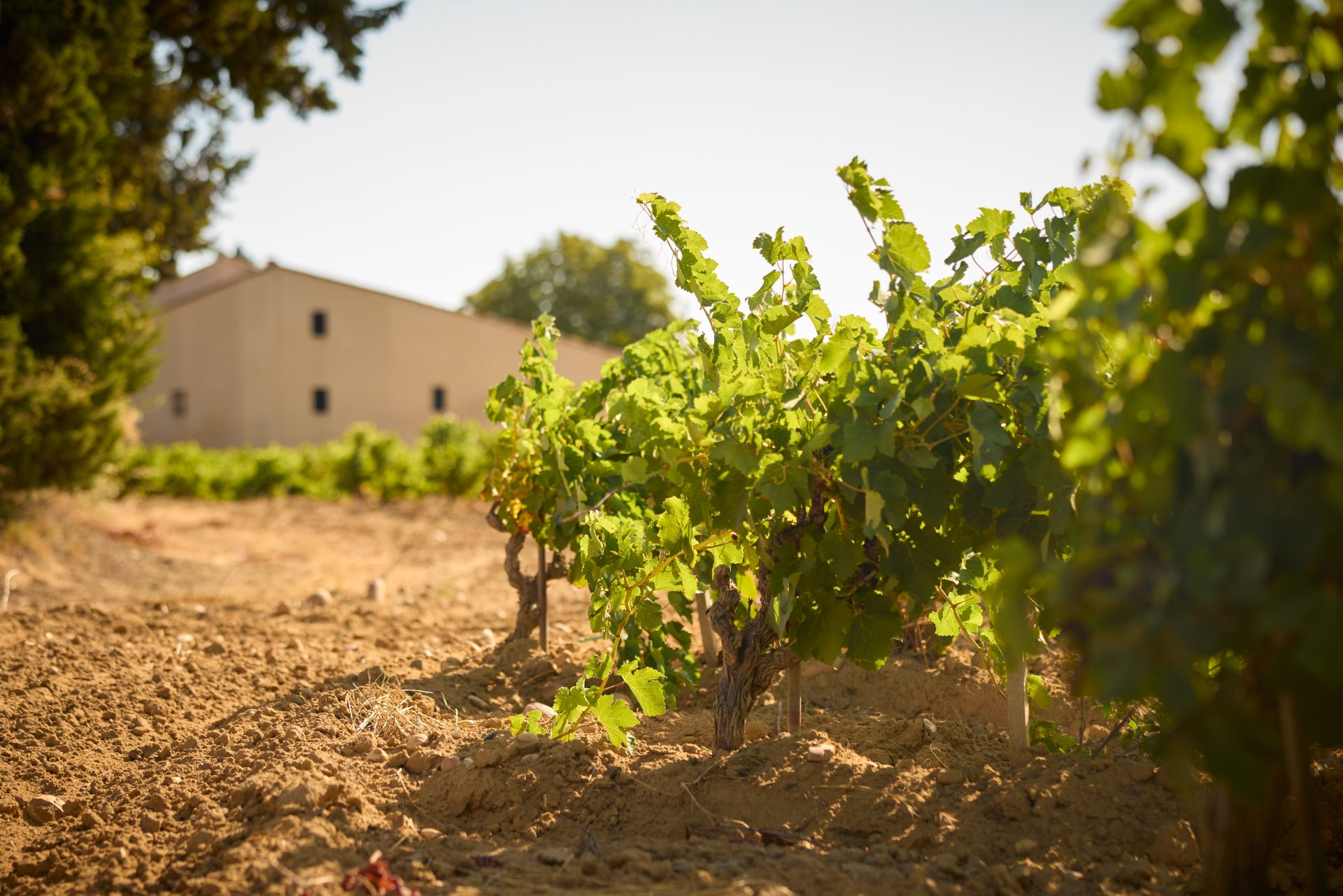 domaine de panisse aoc chateauneuf du pape (13)