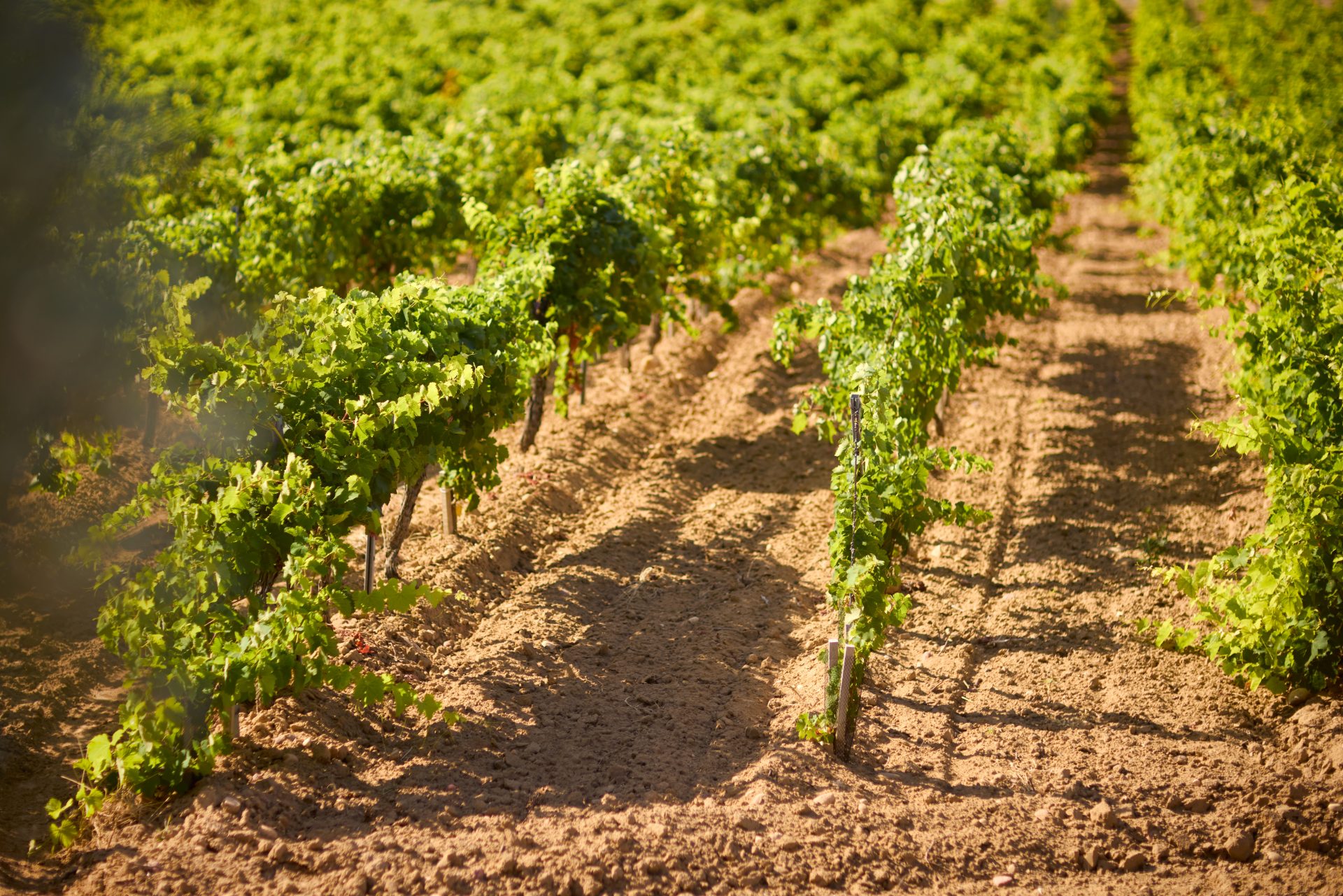 domaine de panisse aoc chateauneuf du pape (15)