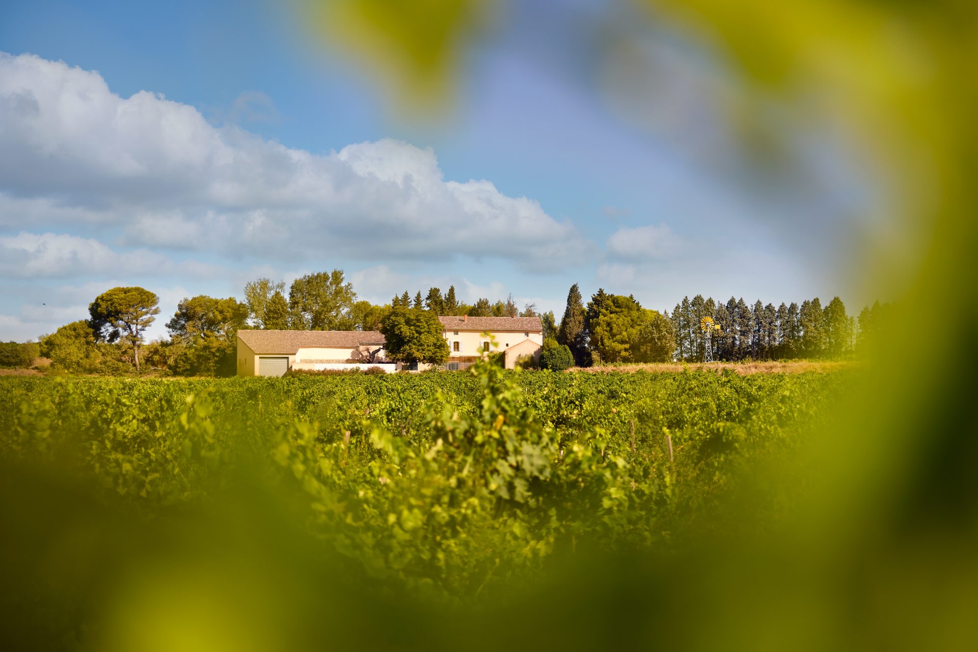 domaine de panisse aoc chateauneuf du pape (18)