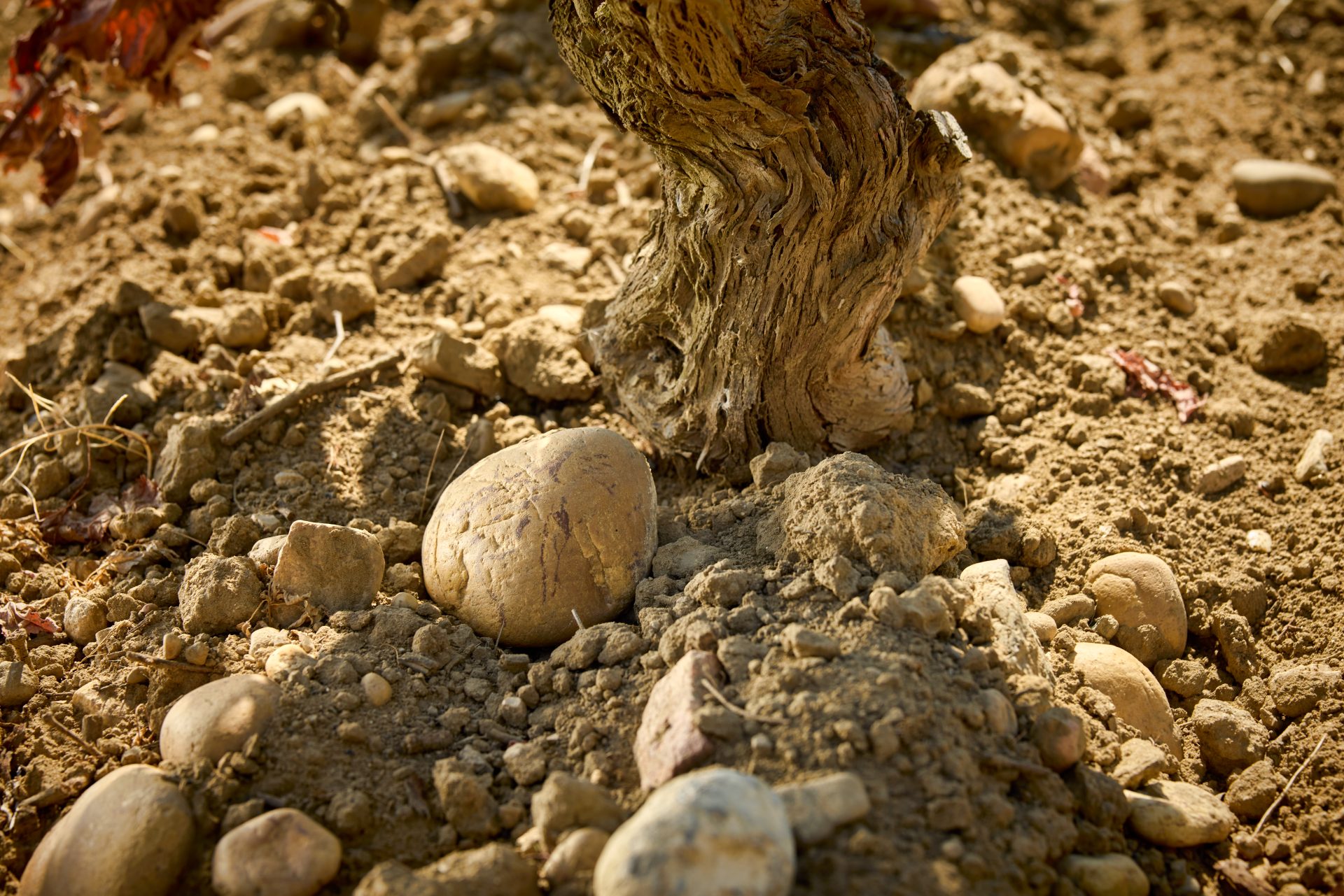 domaine de panisse aoc chateauneuf du pape (20)