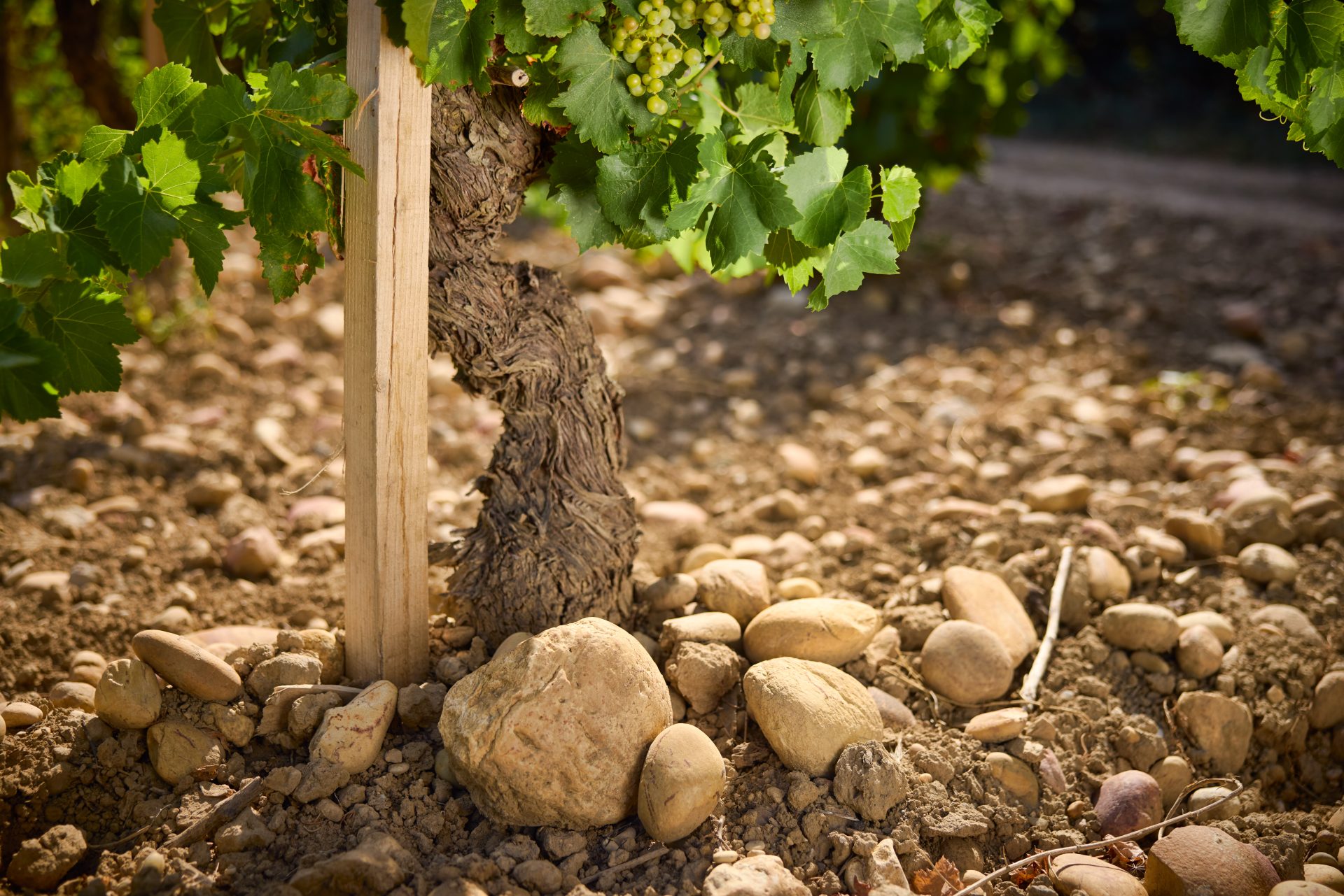 domaine de panisse aoc chateauneuf du pape (21)