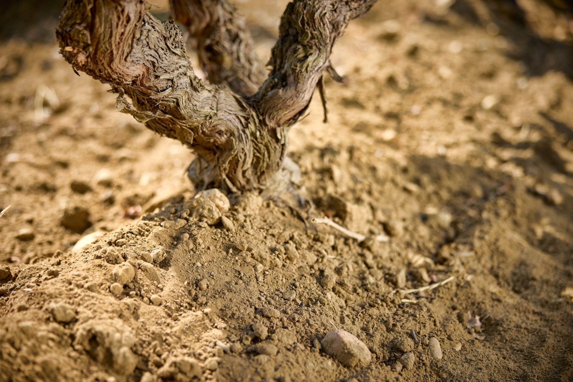 domaine de panisse aoc chateauneuf du pape (22)