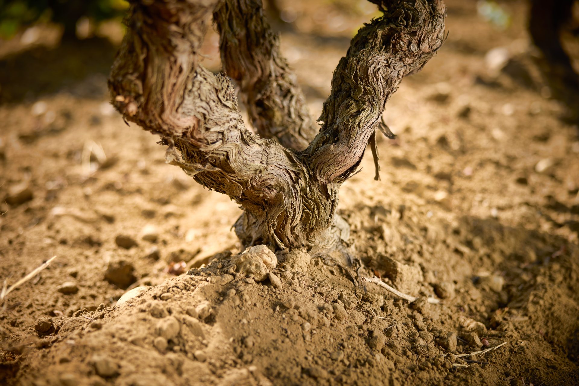 domaine de panisse aoc chateauneuf du pape (23)