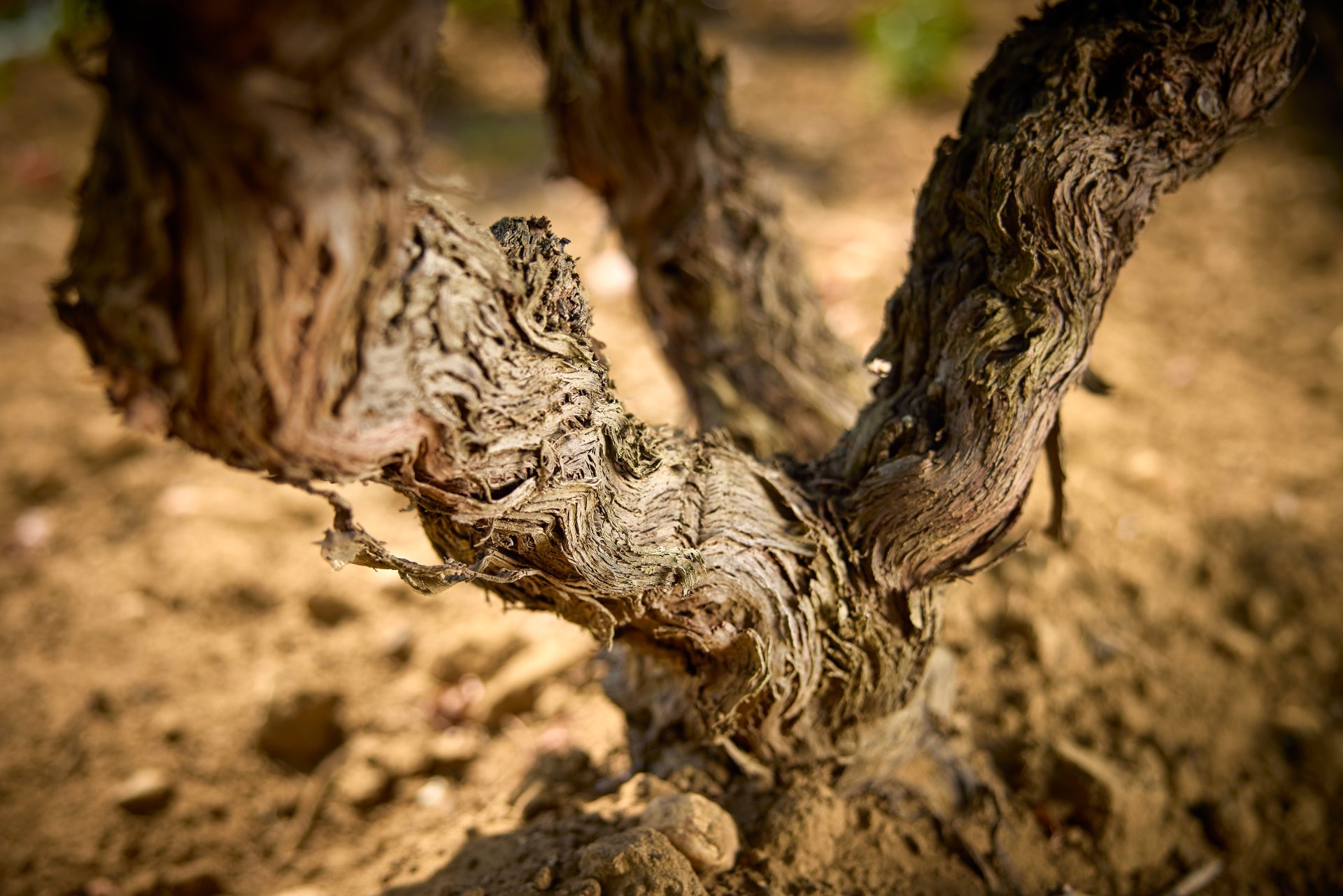 domaine de panisse aoc chateauneuf du pape (24)