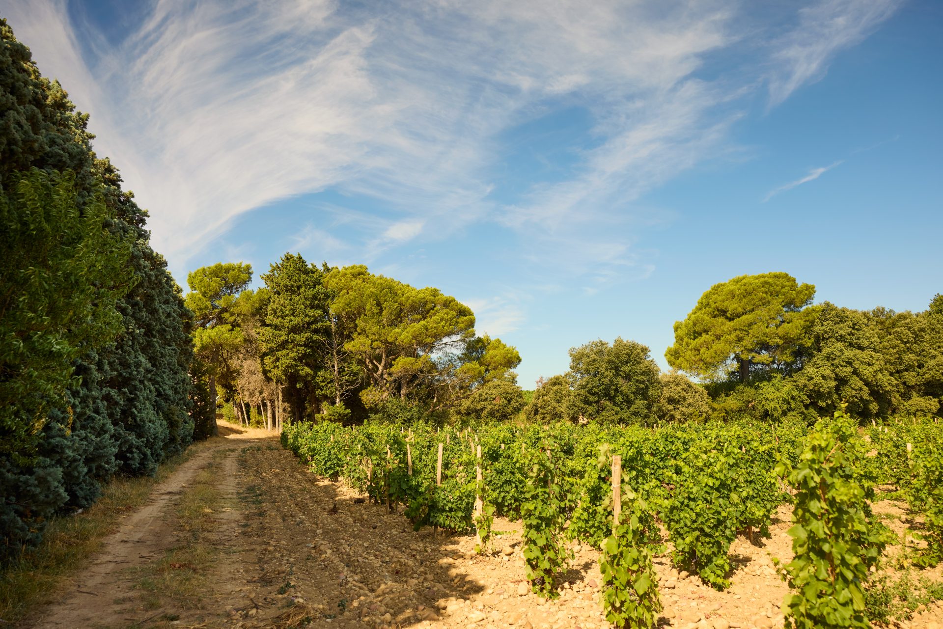 domaine de panisse aoc chateauneuf du pape (31)