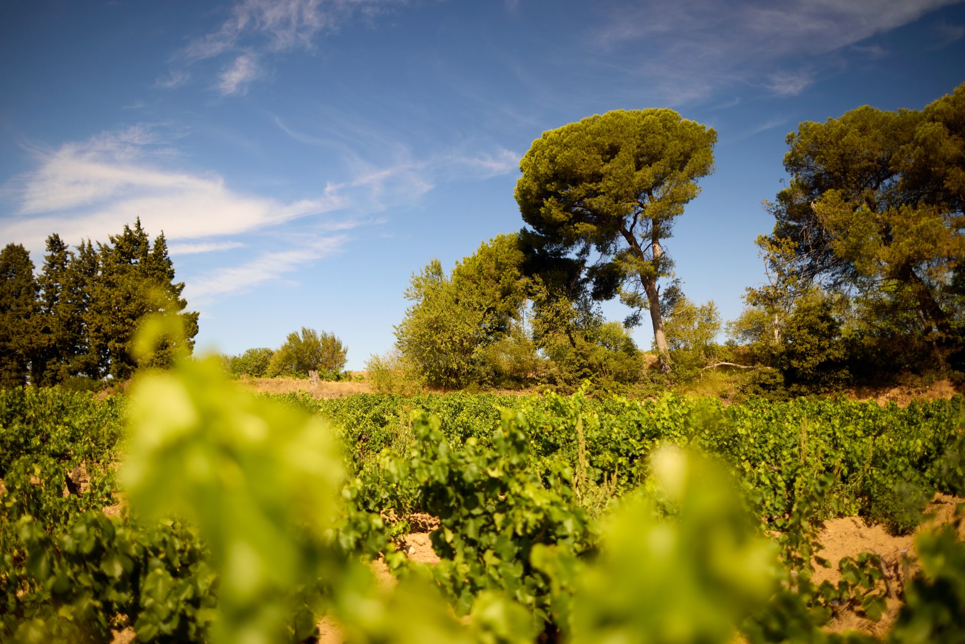 domaine de panisse aoc chateauneuf du pape (35)