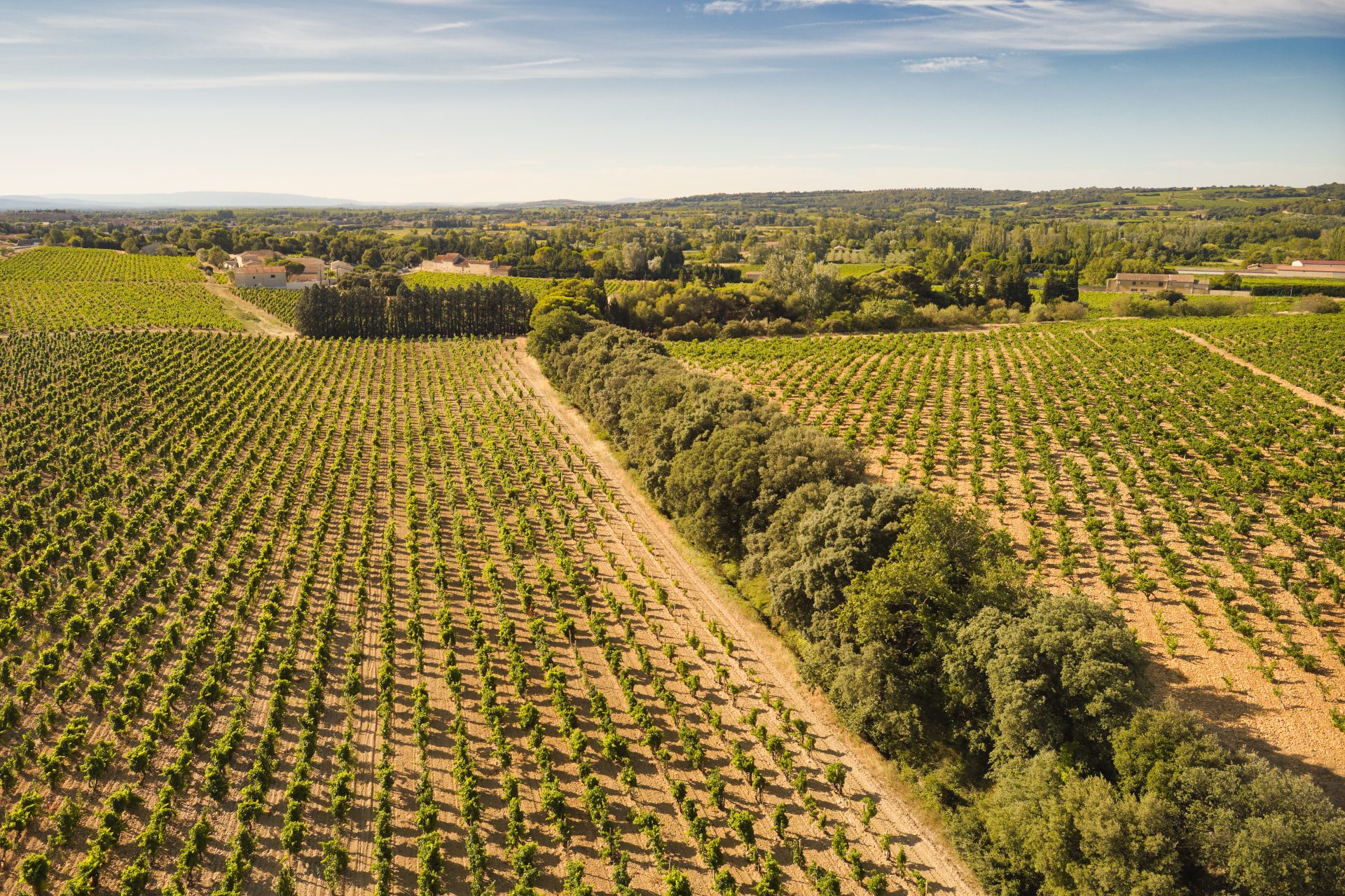 domaine de panisse aoc chateauneuf du pape (45)