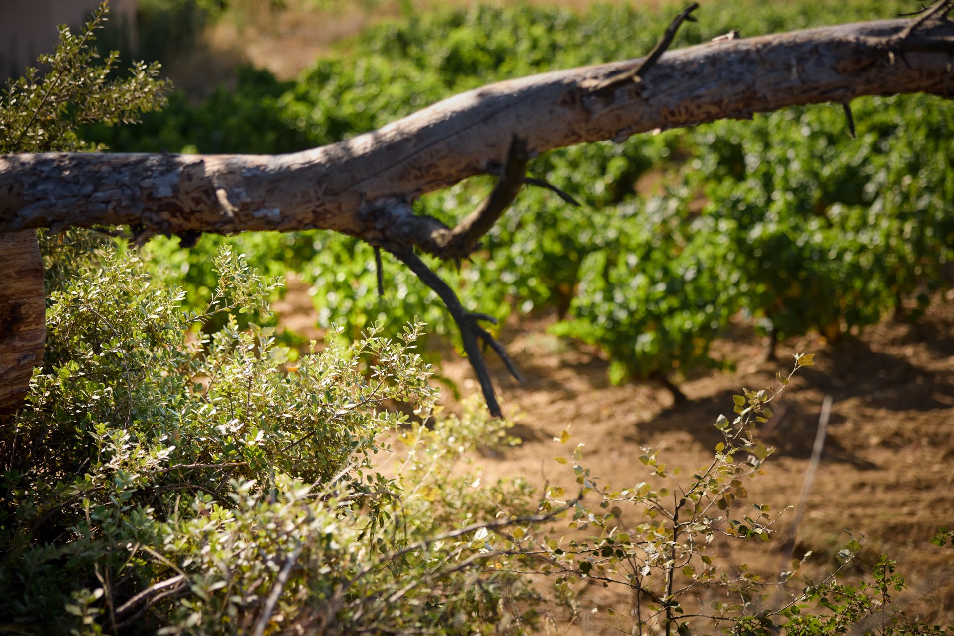 domaine de panisse aoc chateauneuf du pape (5)