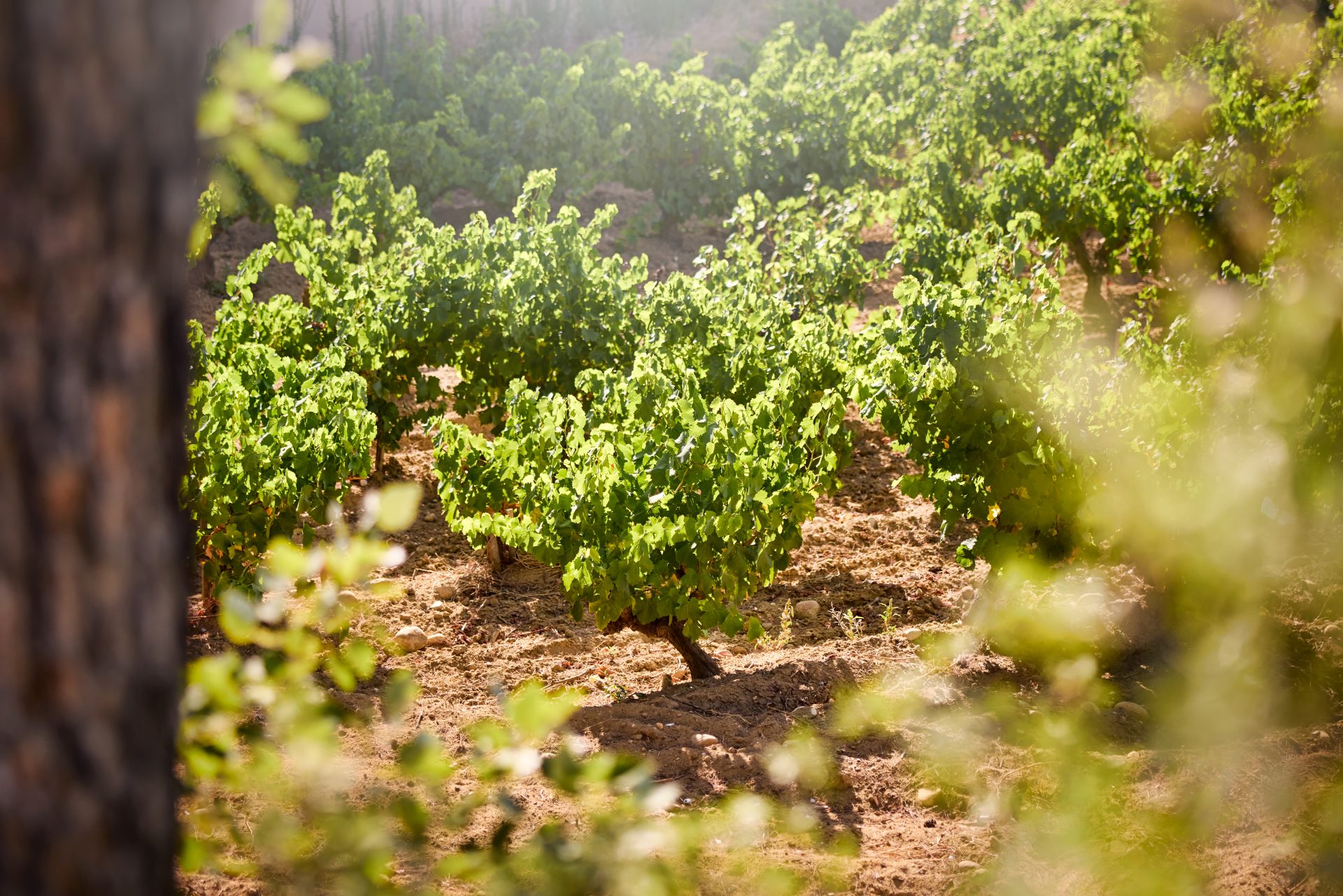 domaine de panisse aoc chateauneuf du pape (6)