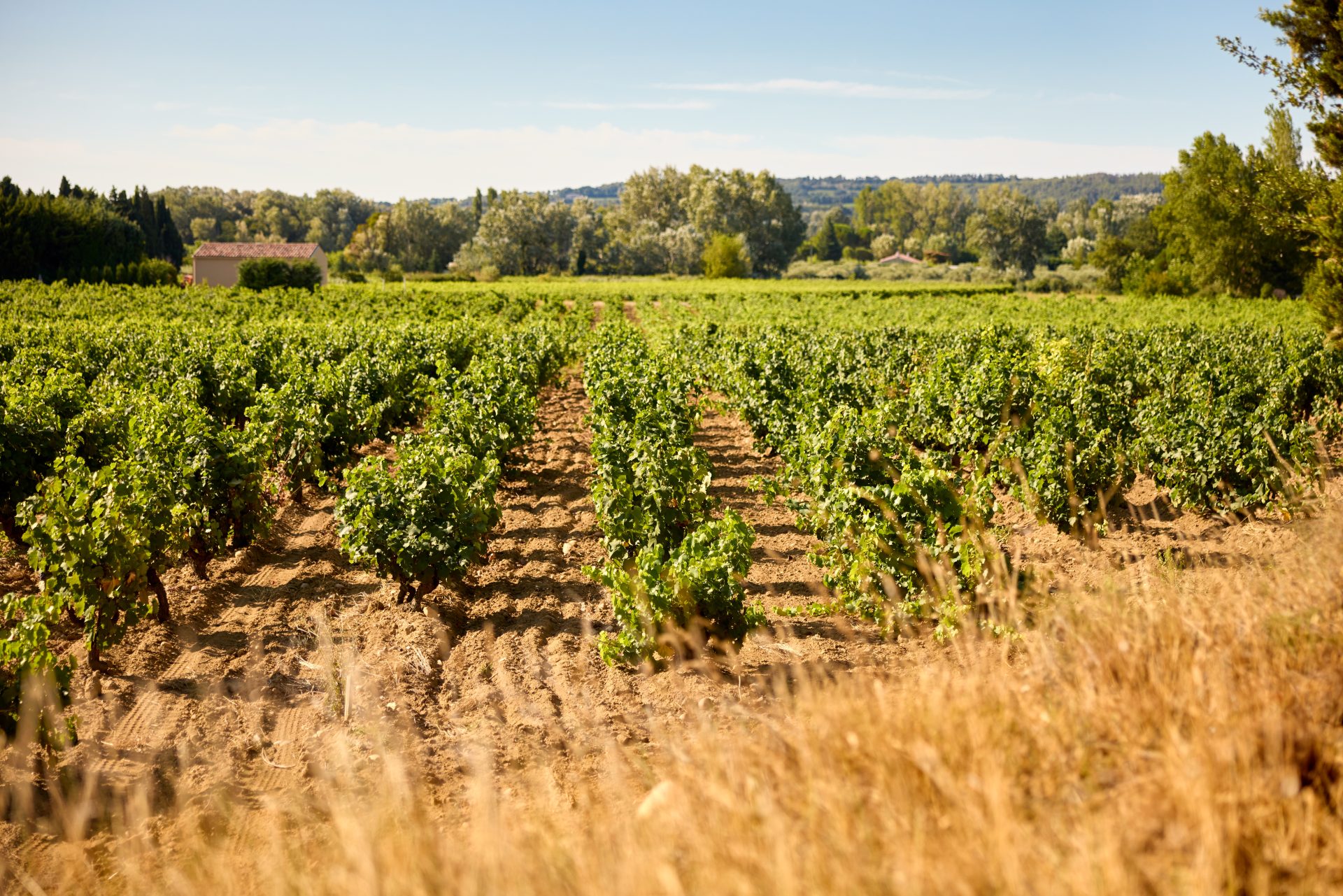 domaine de panisse aoc chateauneuf du pape (7)