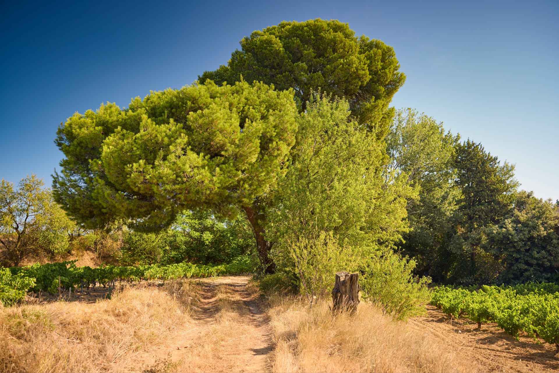 domaine de panisse aoc chateauneuf du pape (8)
