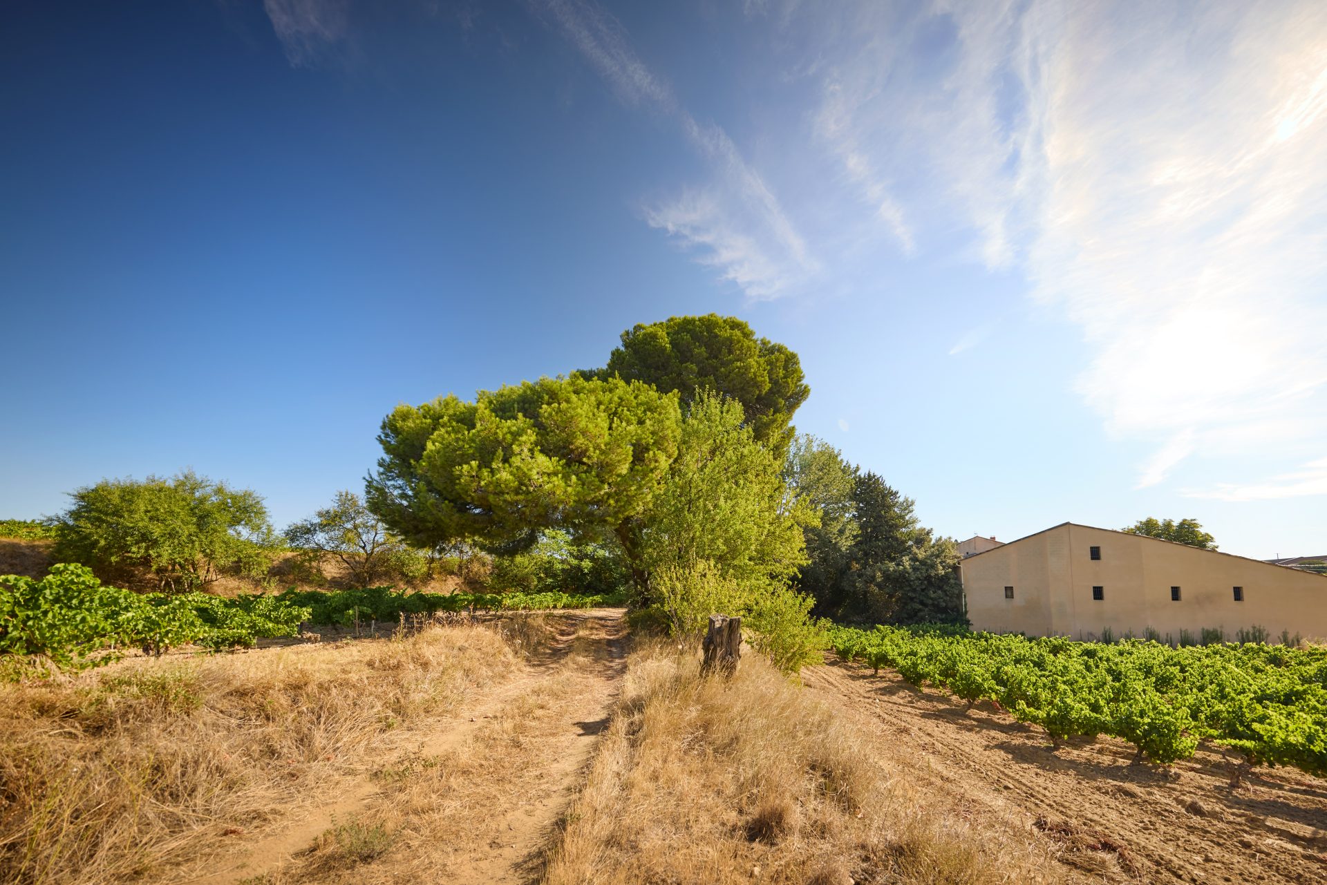 domaine de panisse aoc chateauneuf du pape (9)