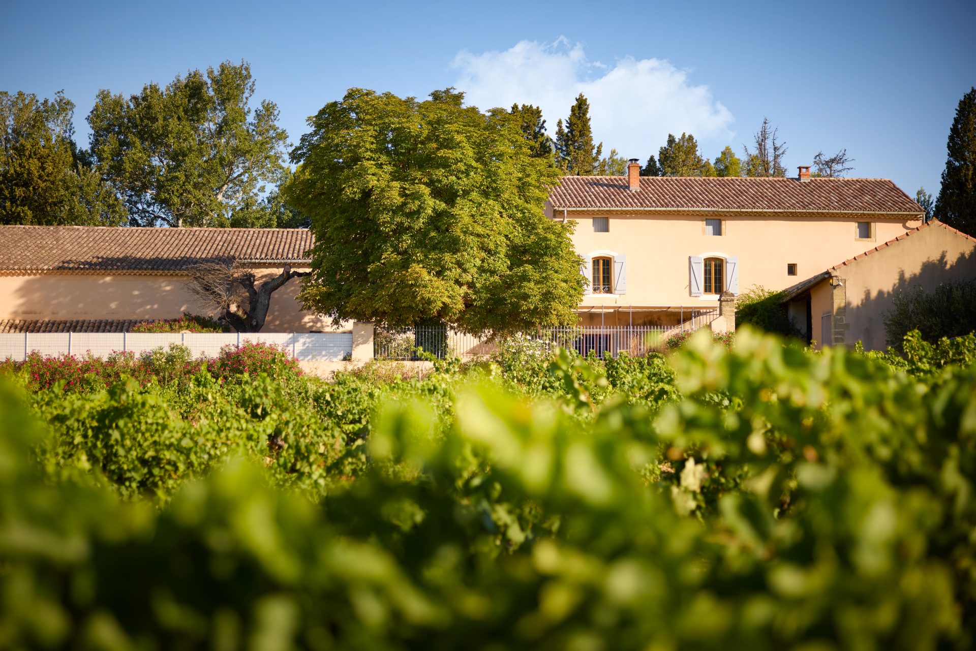 domaine panisse aoc cotes du rhone (13)