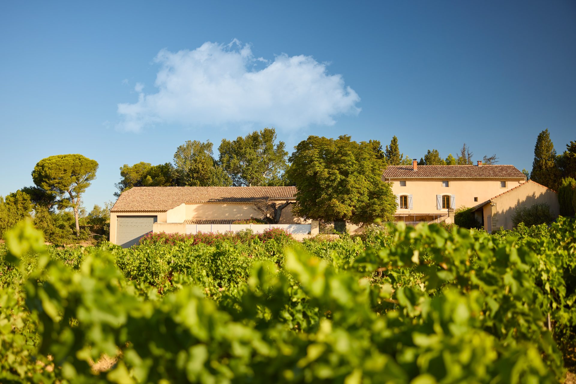 domaine panisse aoc cotes du rhone (16)