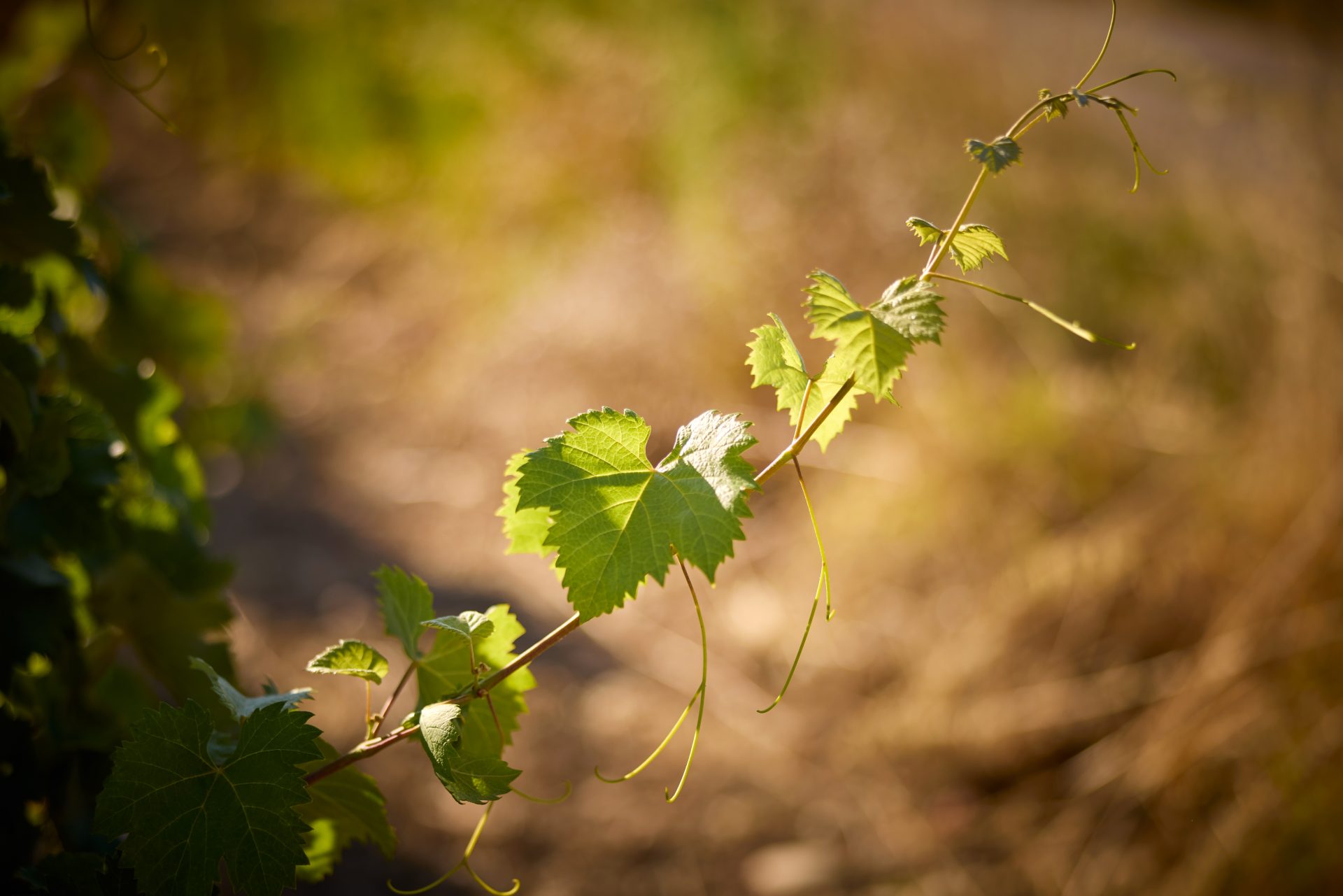 domaine panisse aoc cotes du rhone (21)