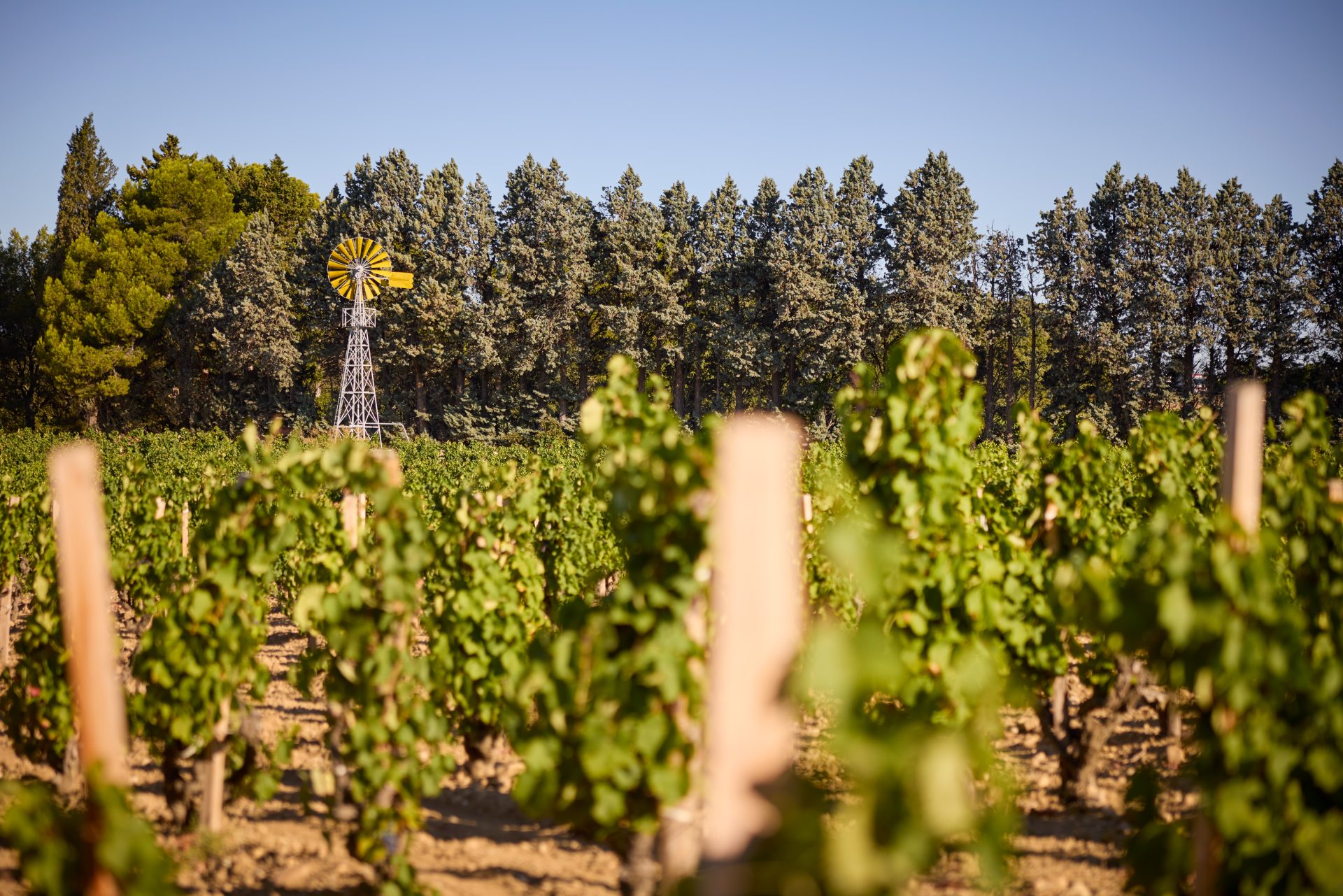 domaine panisse aoc cotes du rhone (23)
