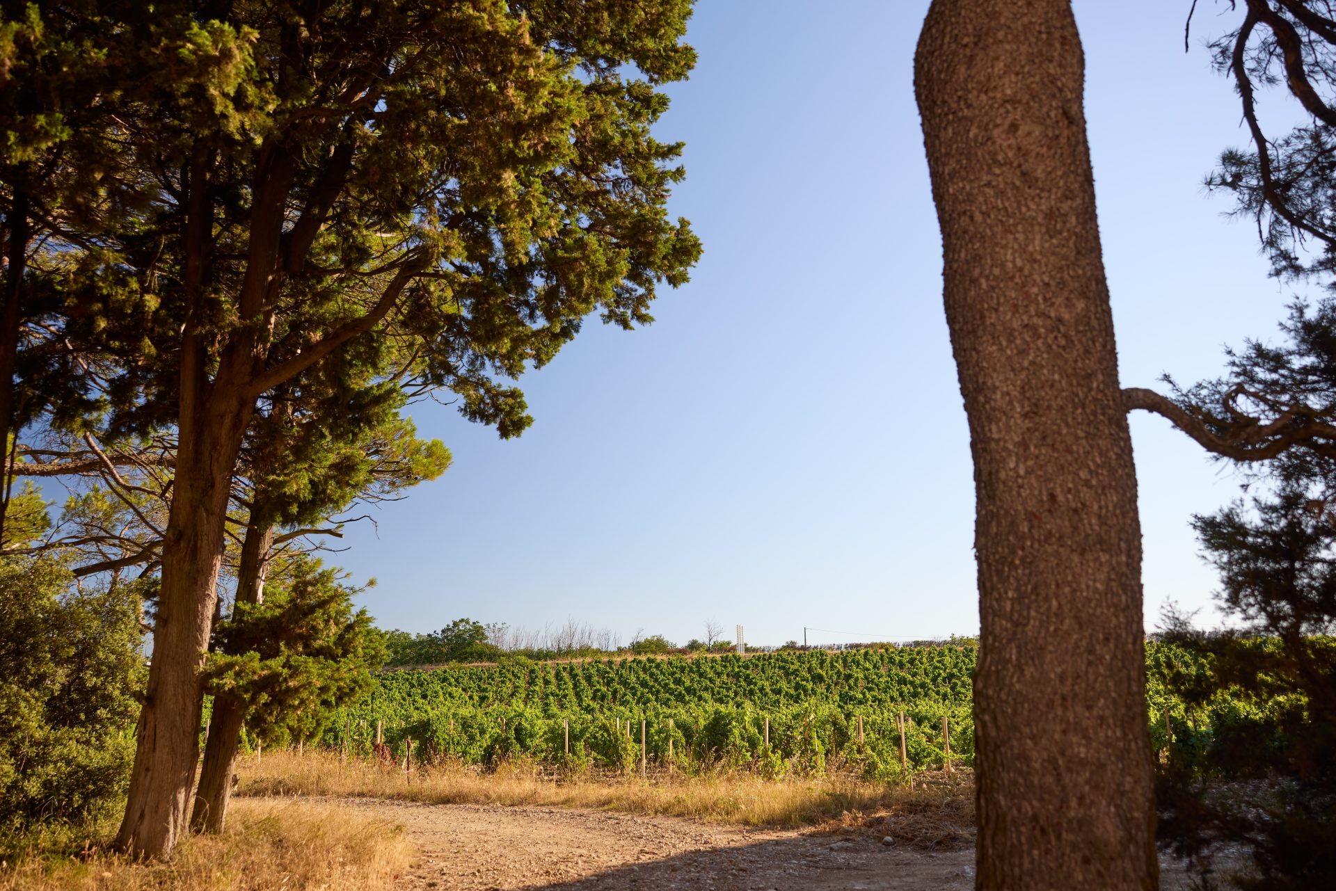 domaine panisse aoc cotes du rhone (24)