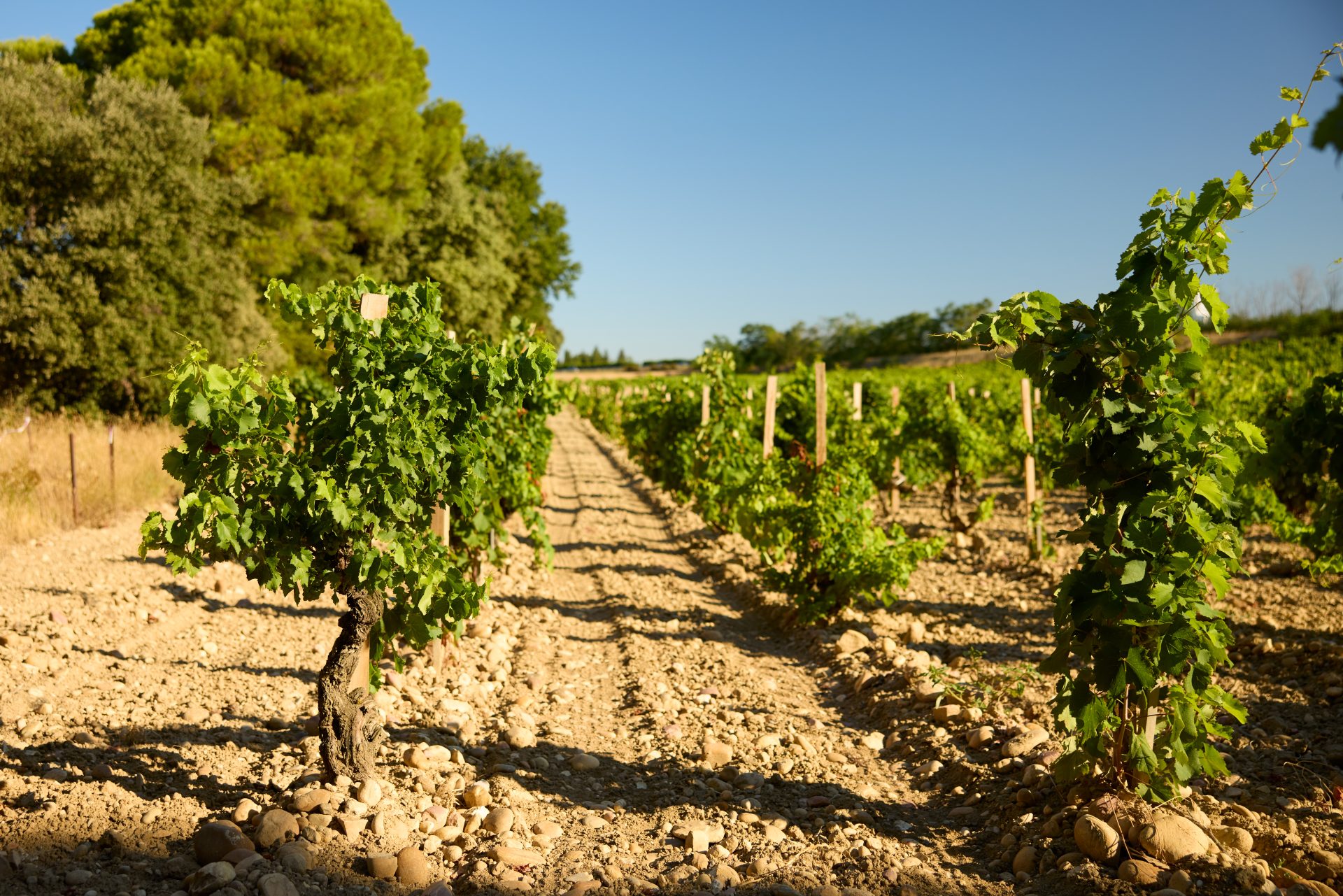 domaine panisse aoc cotes du rhone (25)