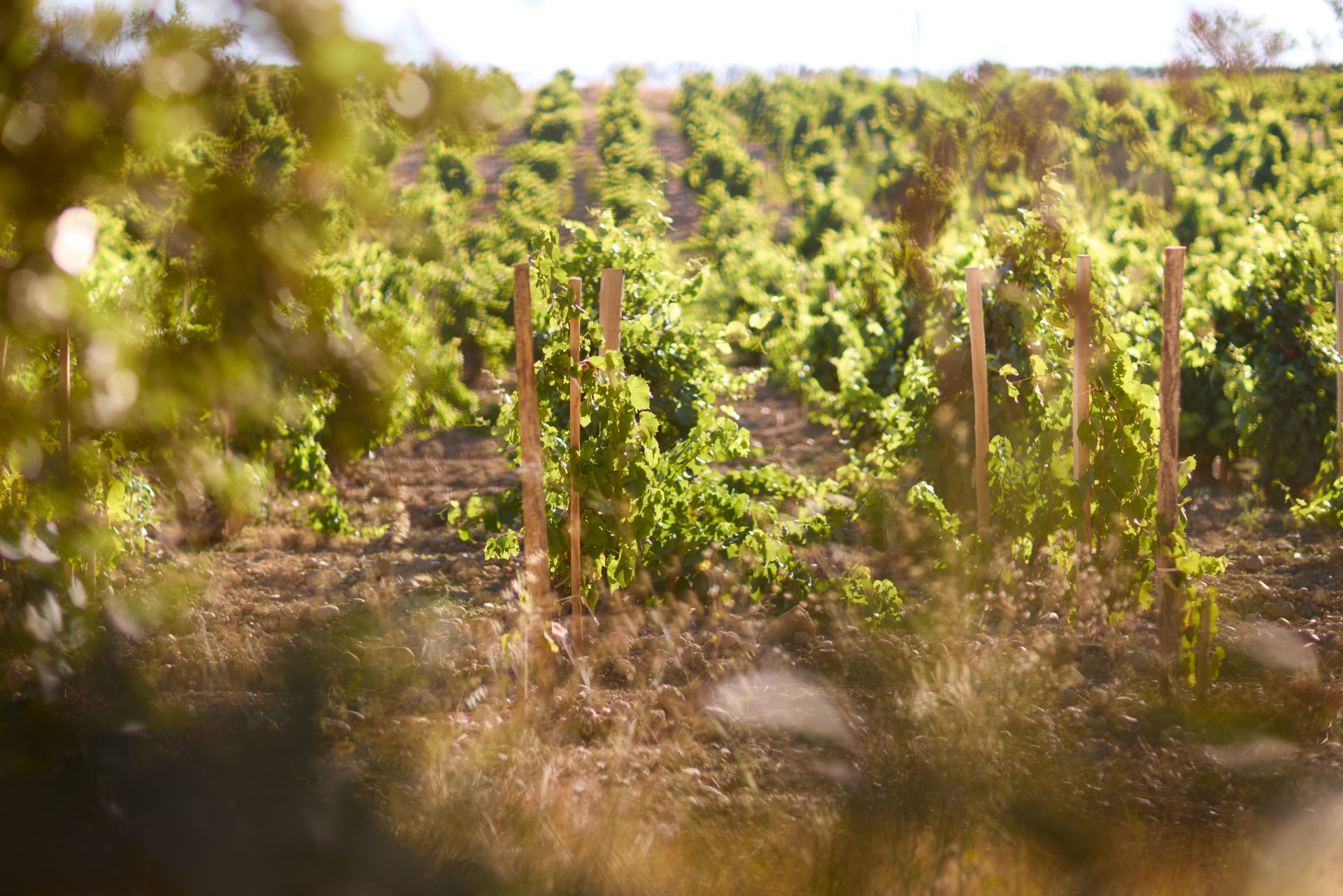 domaine panisse aoc cotes du rhone (33)