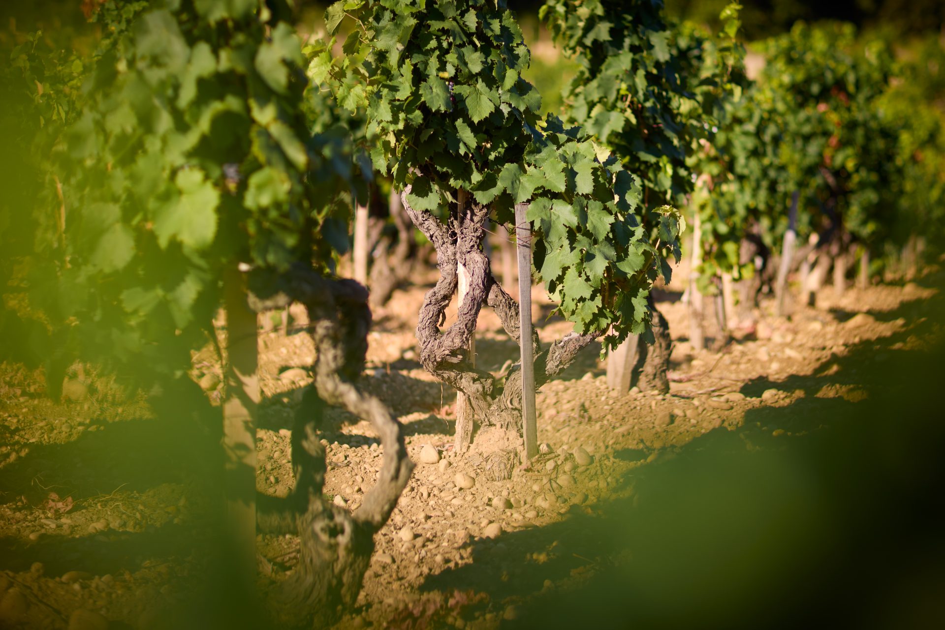 domaine panisse aoc cotes du rhone (34)