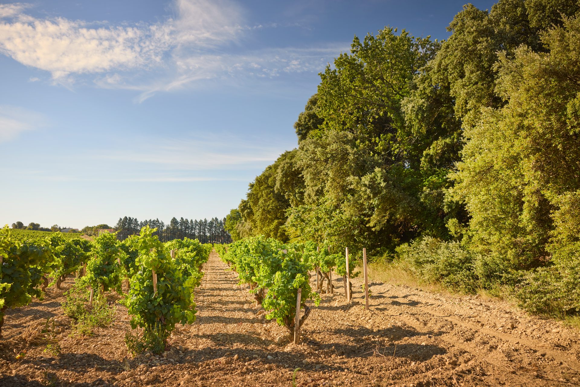 domaine panisse aoc cotes du rhone (38)