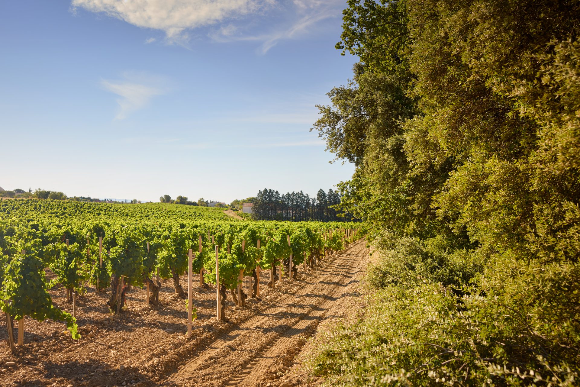 domaine panisse aoc cotes du rhone (39)