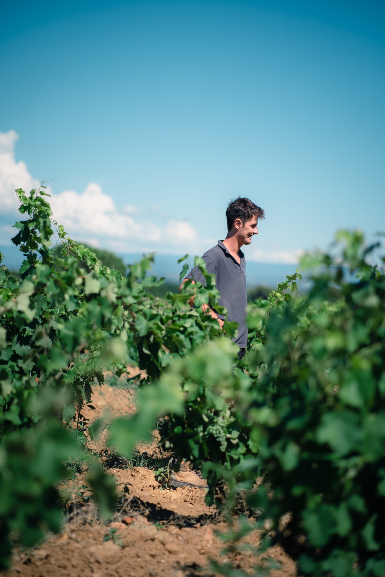 domaine panisse vignes vins