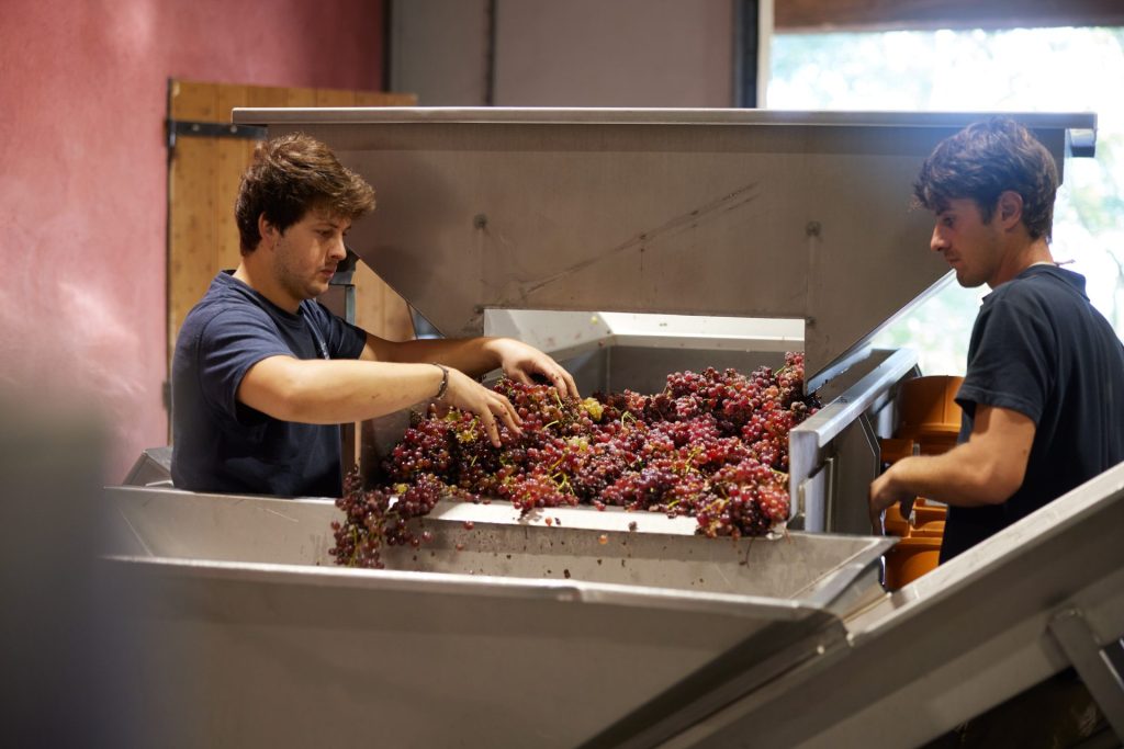vendages elevage vins